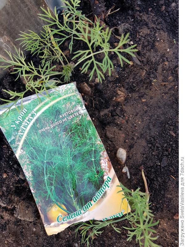 Укроп на 26.05 в открытом грунте