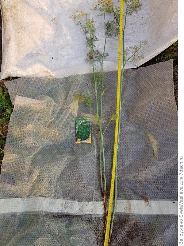 Укроп "Алмаз"