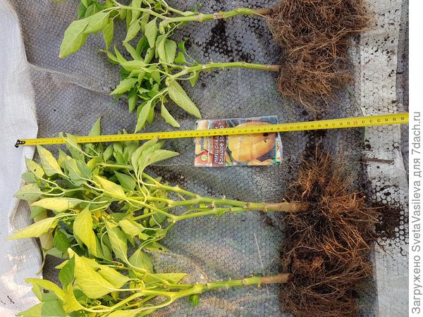 Сравнения кустиков перцы в открытом грунте и теплице