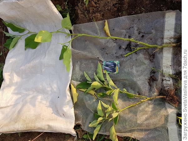 Баклажан "Черный Великан" с открытого грунта и с теплице