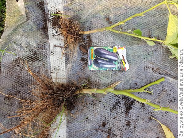 Корневая система