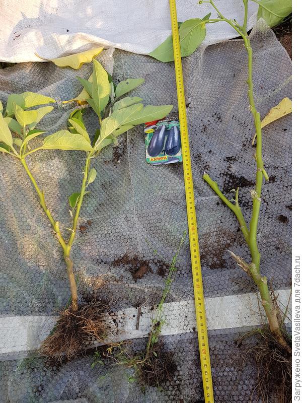 Баклажан с открытого грунта и теплице