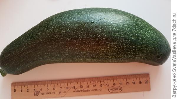 Кабачок"Генерал"