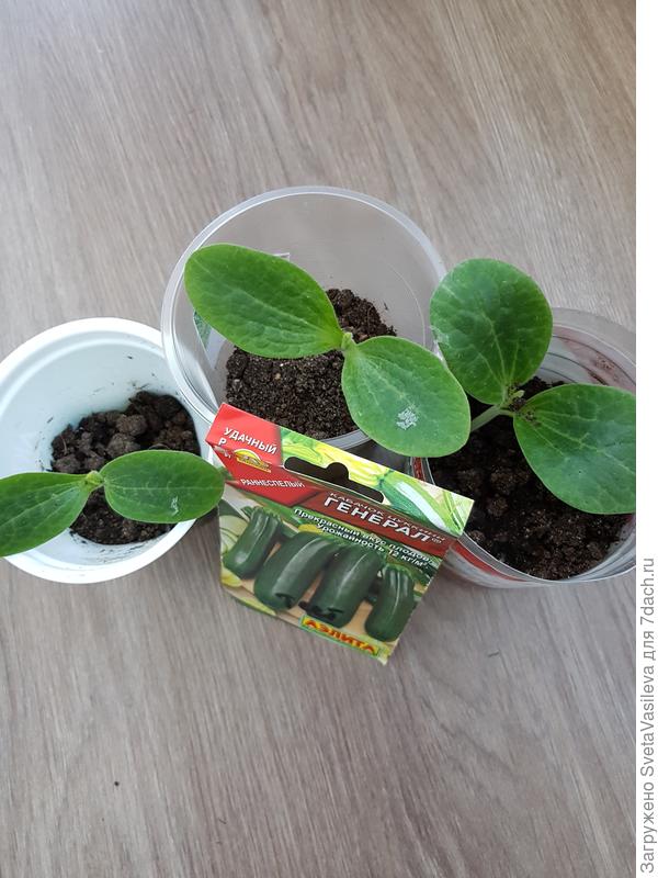 Рассада га 10.05