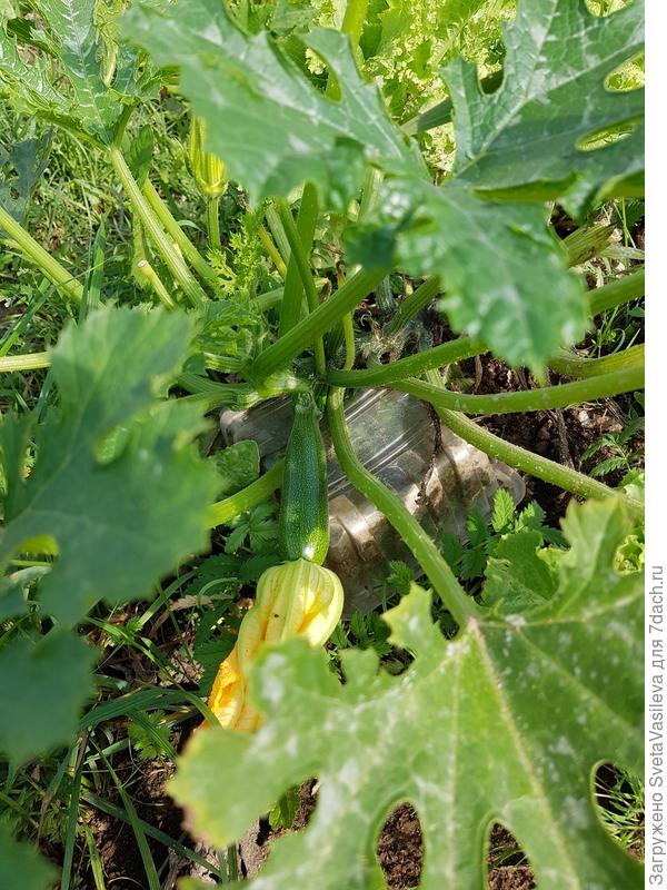 Кабачок "Генерал" не тестовый на 02.09.Этим фото хотела показать,что кабачки очень хорошо плодоносят и дают отменные урожаи,не смотря на то,что у тестового кабачка сьели точку роста вредители сада.
