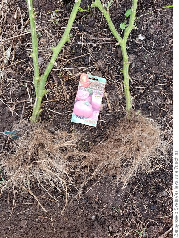 Корневая система