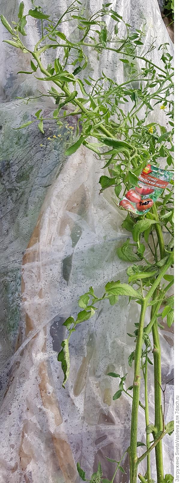 Томат"Амурский тигр"