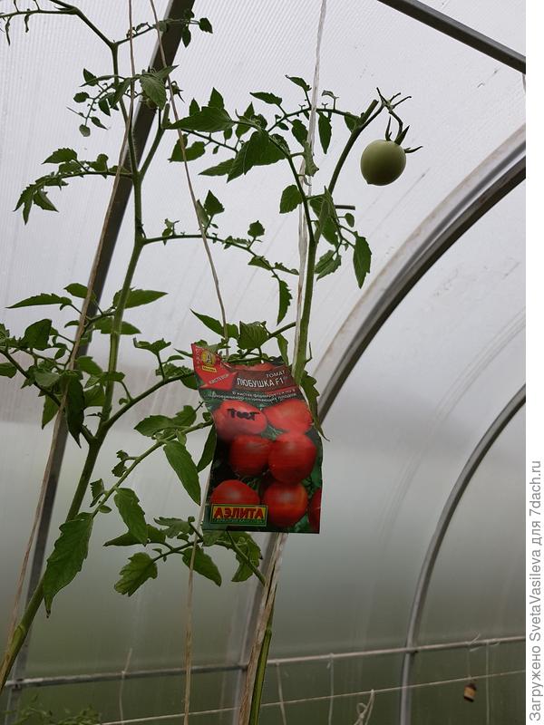 "Любушка "в теплице завершающий этап