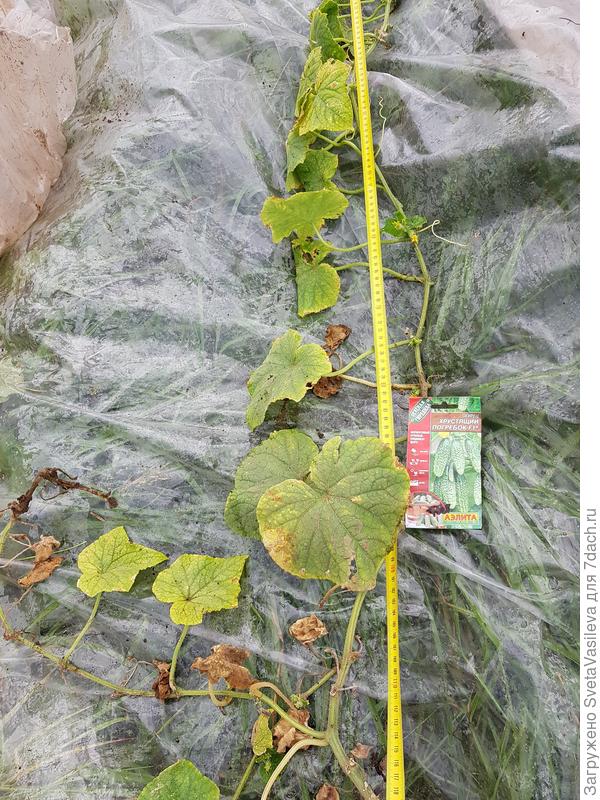 Хрустящий погребок