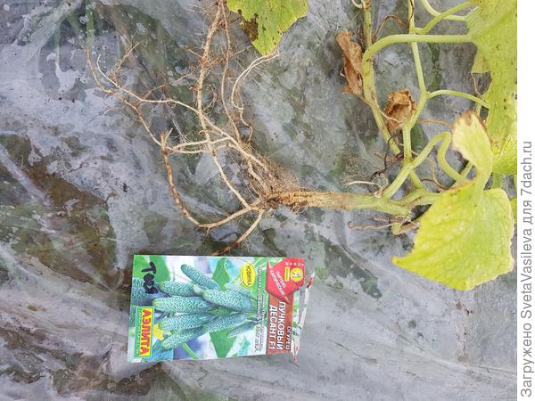 Корневая система