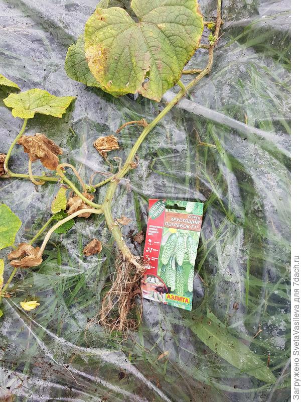 Корневая система огурца