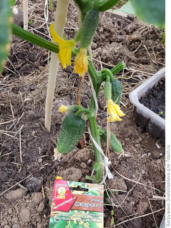 Домовенок на 12.06