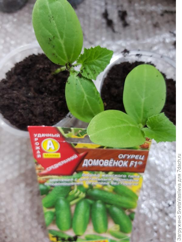 Рассада на 05.05
