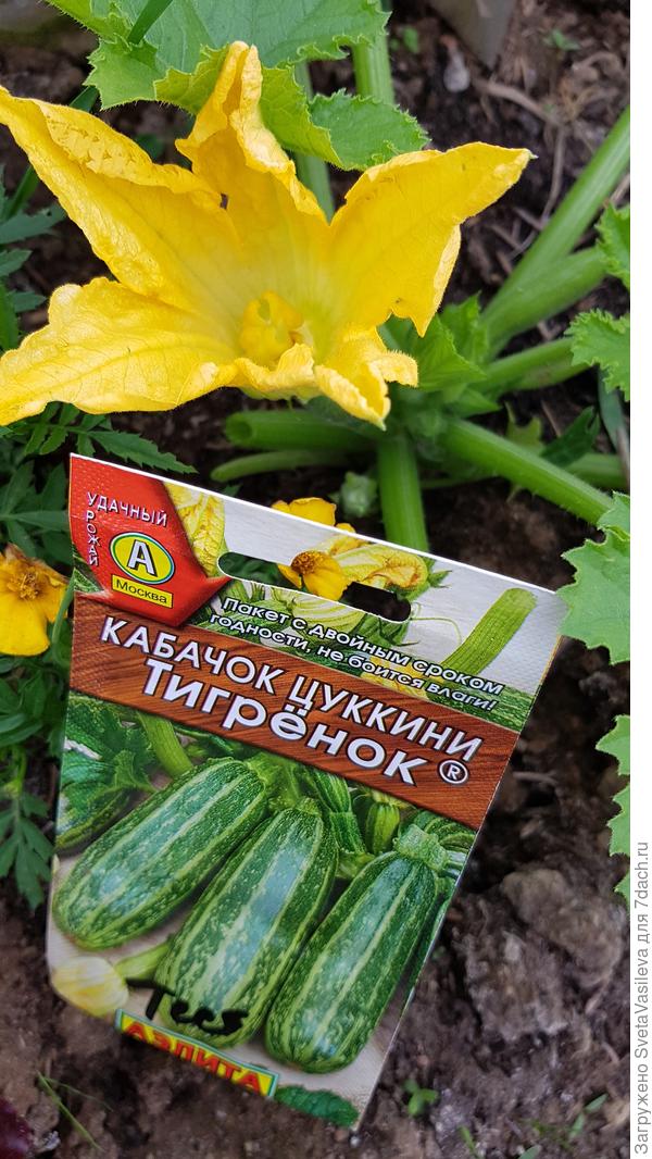 Тигренок на 30.06