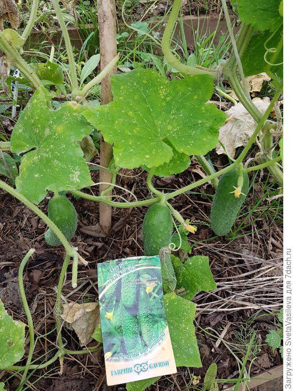 Огурцы на 12.09