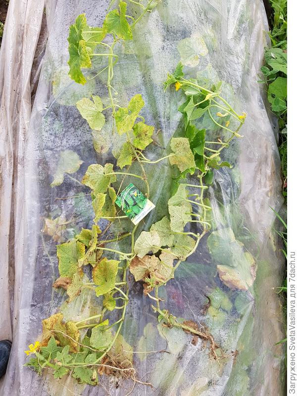 Огурец "Кураж" завершающий этап