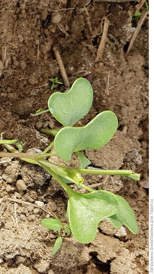 У капусты,тоже сьедены листья и некоторых вообще одни полочки торчат.