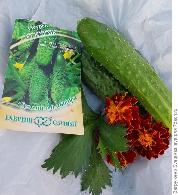 Кураж с цаетами