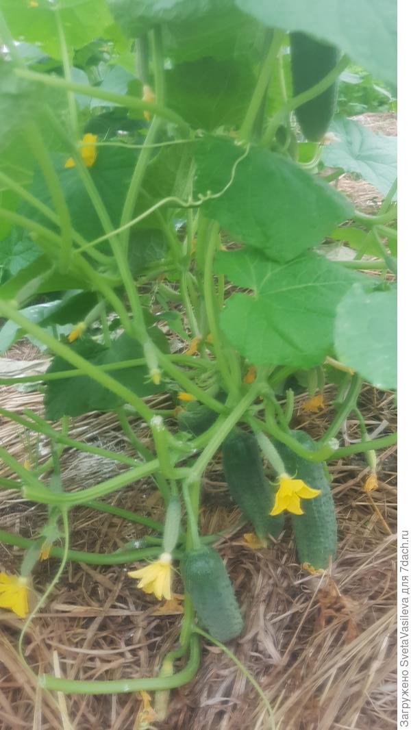 Огурец Кураж