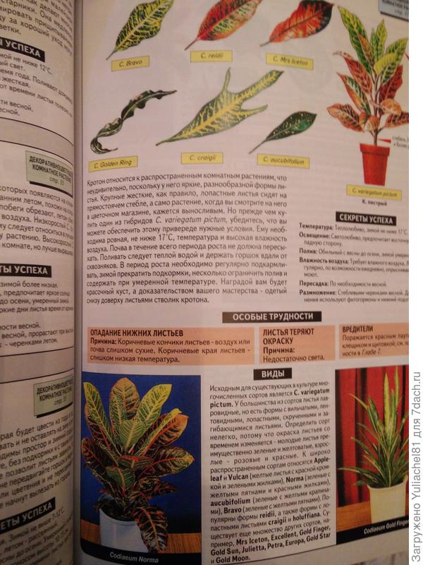 Фото кротонов