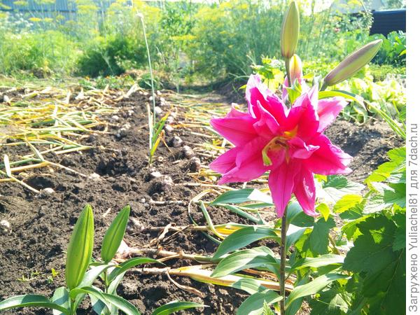 лилия махровая и чеснок