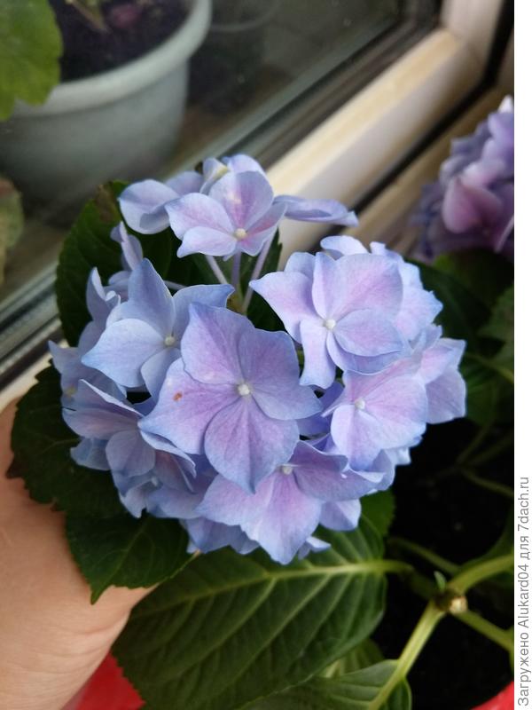 голубая гортензия