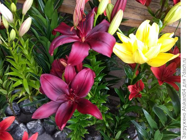 лилии перед высадкой в грунт