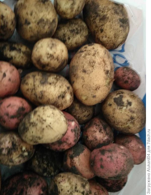 Картофель сорта "беллароза" и "венета". Сажала в 2017 году первый раз оба сорта, урожаем довольна