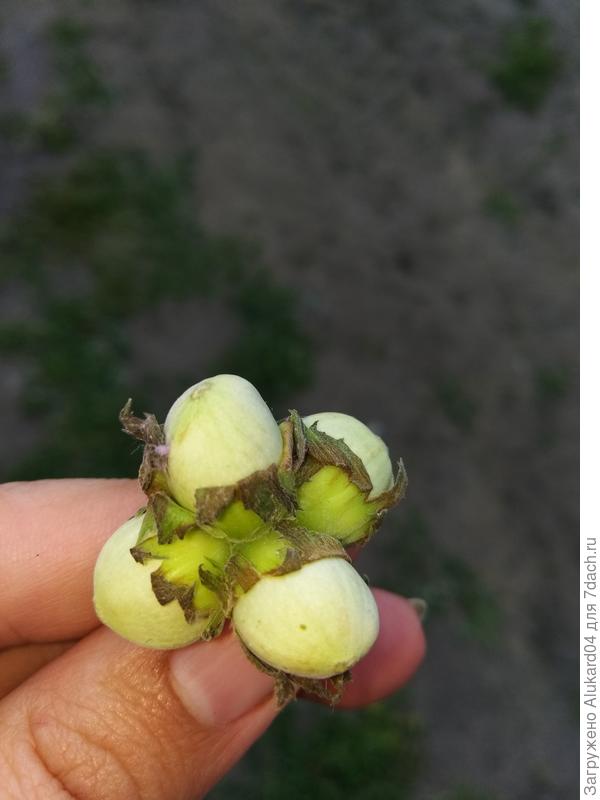 лесной орех, в этом году порадовал урожаем