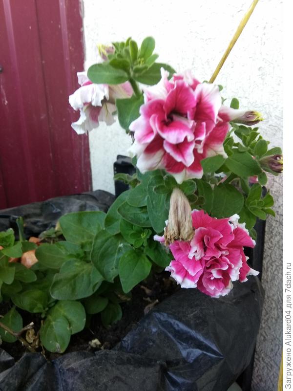 петунья на болконе