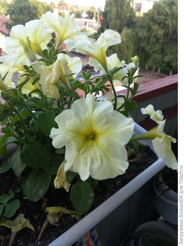 Петуньи выращивались на балконе 4 этажа