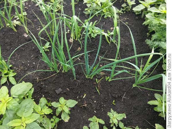 лук Эксибишен. После посадки прошло 2 недели, после сбора данного лука самая большая луковица составила 700 грамм