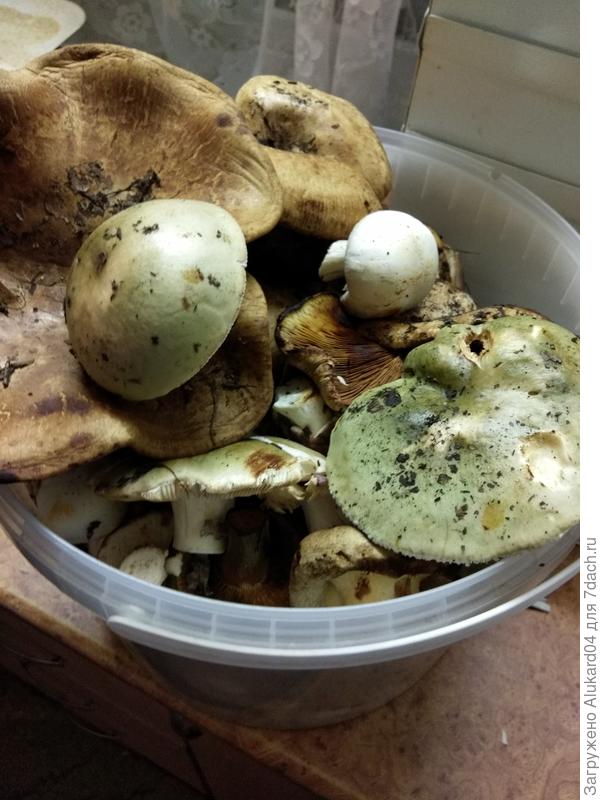 грибочки, ну куда же без них