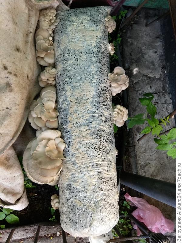 Грибы перед сбором урожая