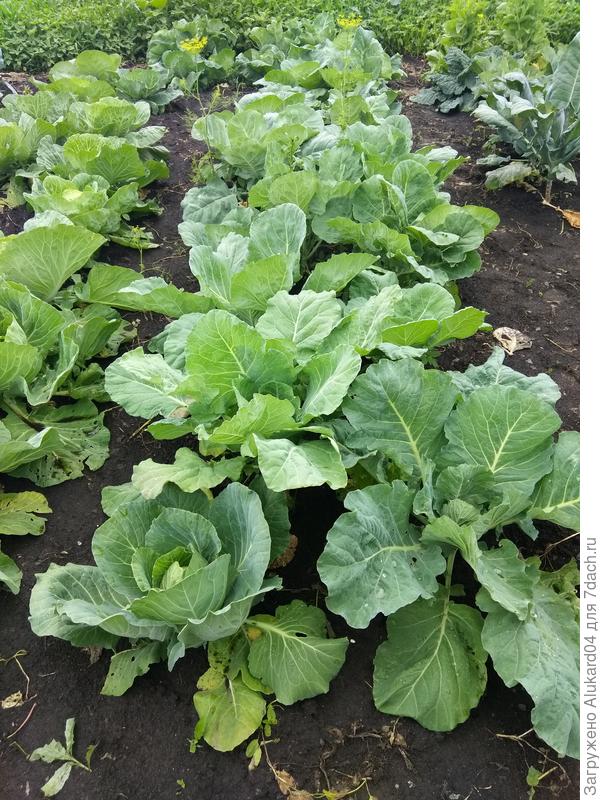 капуста сорта "русский размер", самый большой вилок весил 6,5 кг.