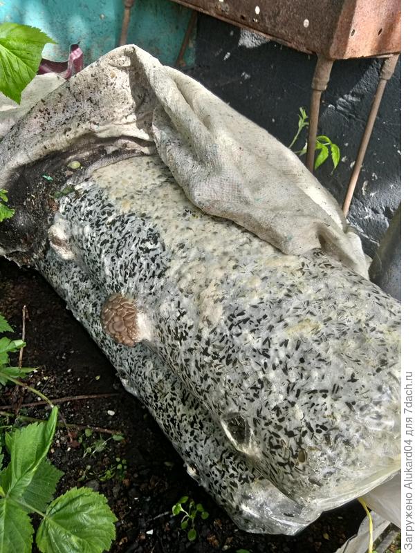 Так выглядели грибы "Вешенка" в момент проращивания