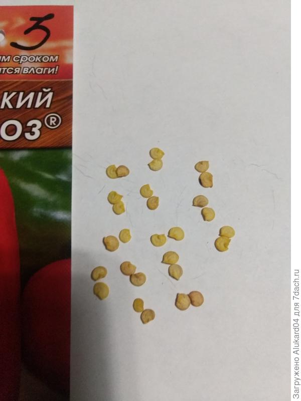 Семена большие, разные по цвету