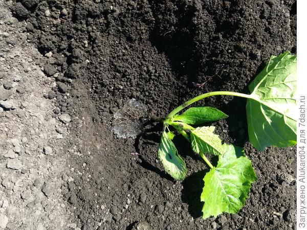 пересадка на постоянное место