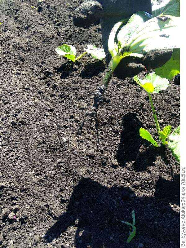 корневая система