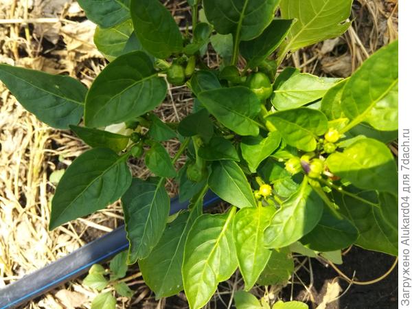 плодообразование