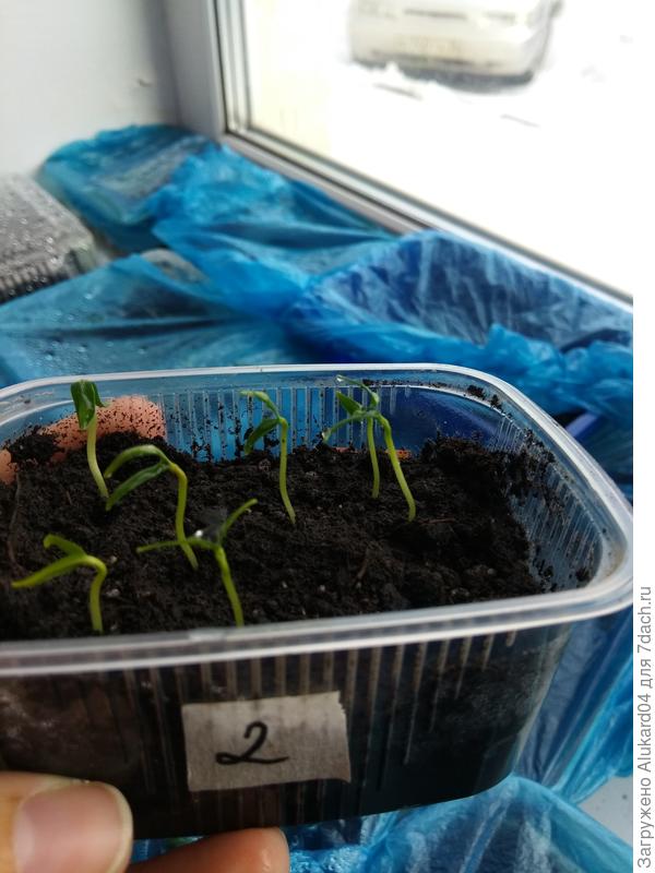 прорастание