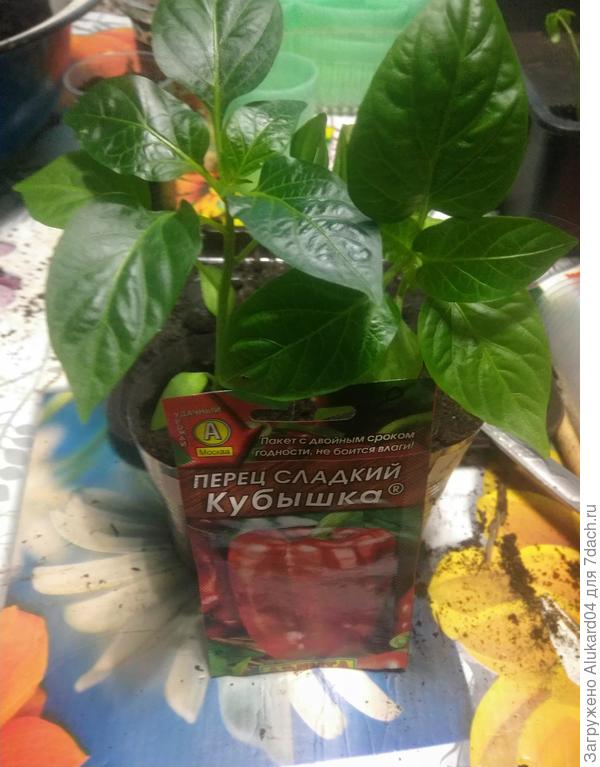 после пикировки