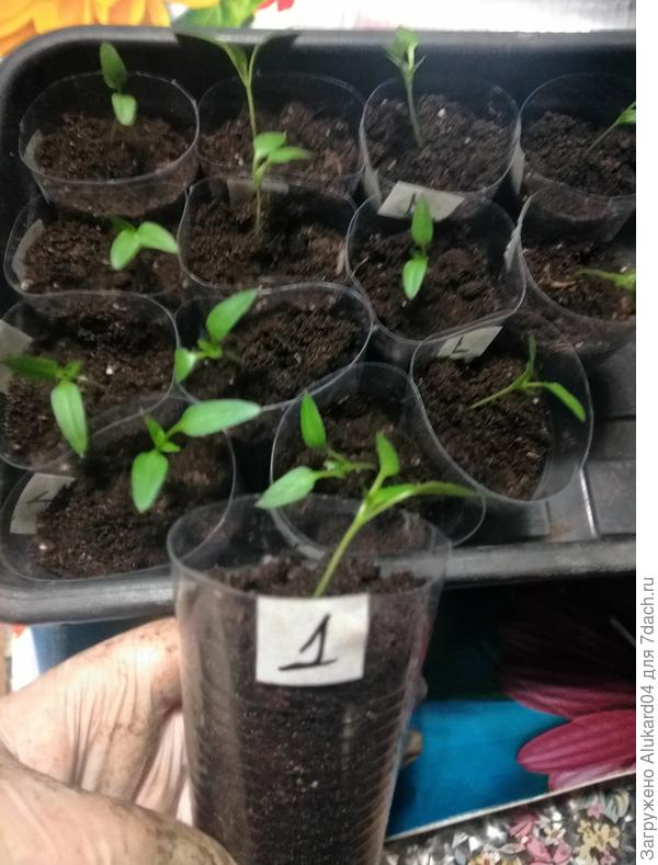 после пикировки