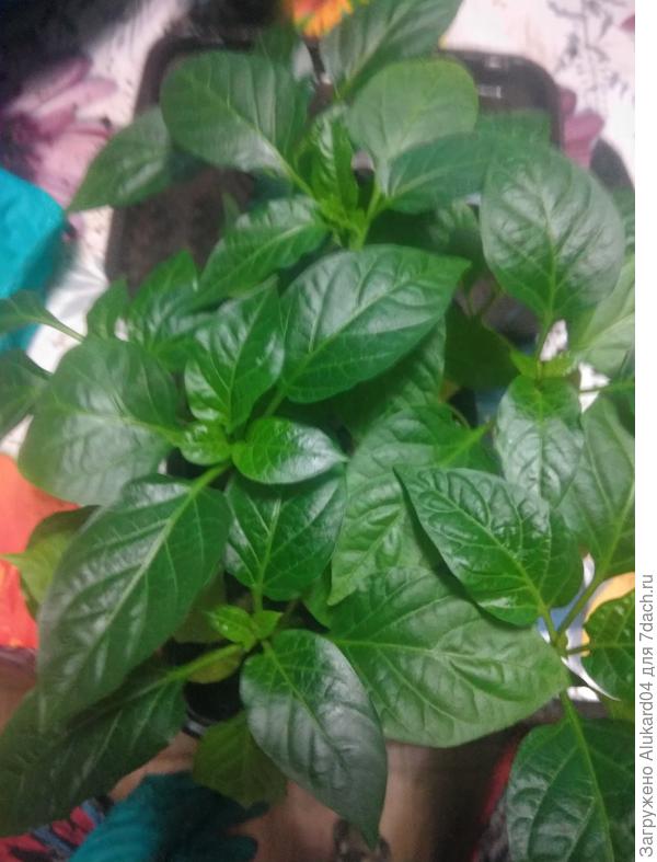 рост и развитие