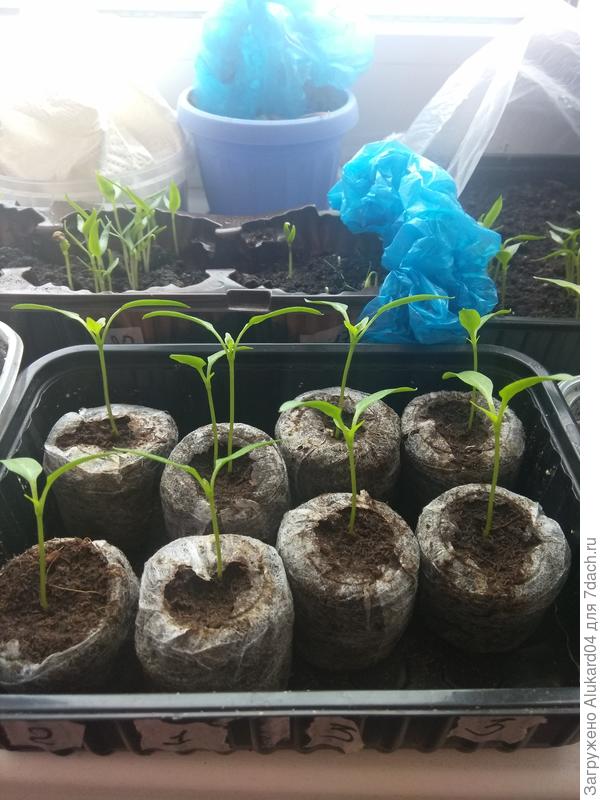 первые листы