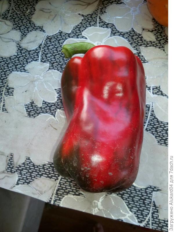 первый сбор