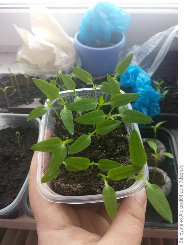 появление 1 настоящего листа