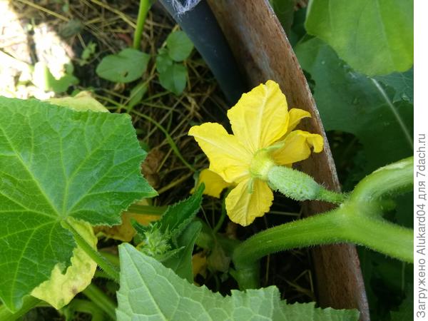 первые завязи