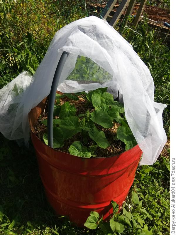 рост и развитие