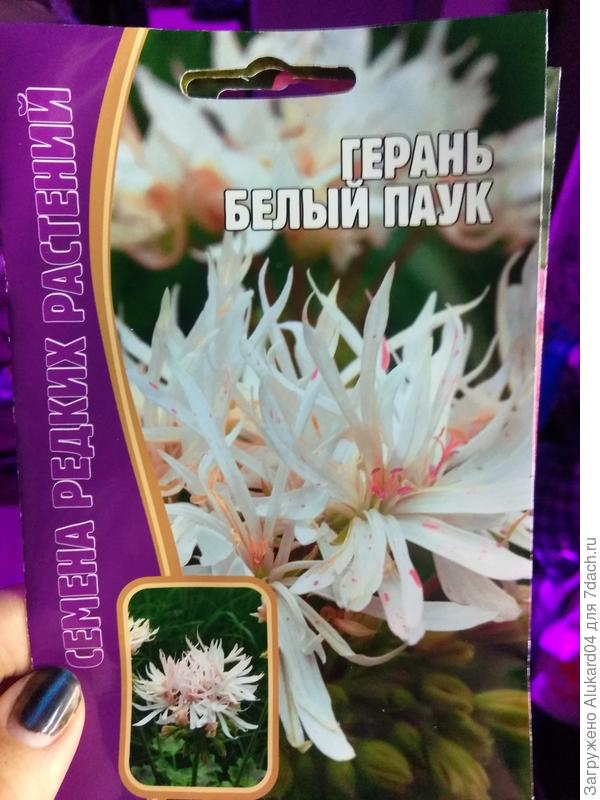 Герань «Белый паук»